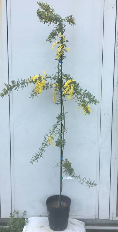 人気ナンバー1の銀葉アカシア 黄色いポンポンの花がお庭を明るくしてくれます 現品発送 送料無料 ミモザアカシア 苗木 樹高1 8ｍ 鉢含まず 21 北海道 東北 離島は別途送料が必要 Fhri Or Ug