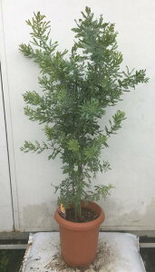 植木 盆栽 ミモザの人気商品 通販 価格比較 価格 Com