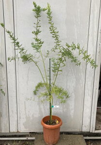 アカシア 鉢植えの人気商品 通販 価格比較 価格 Com