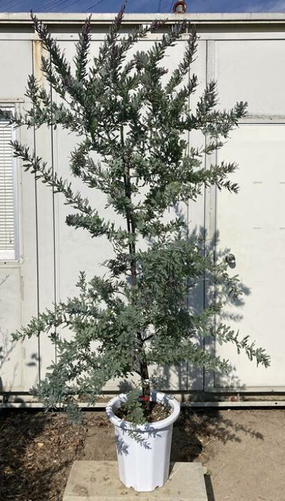 楽天市場 現品発送 ミモザアカシア プルプレア 樹高1 7m 根鉢含まず 18 送料無料 北海道 東北 離島は別途送料が必要 鉢 鉢植え 苗木 植木 庭木 常緑樹 インテリア 新築祝い ギフト シンボルツリー ガーデンプラス 楽天市場 現品発送 ミモザアカシア プルプレア 樹高1 7m 根鉢含まず 18 送料無料 北海道 東北 離島は別途送料が必要 鉢 鉢植え 苗木 植木 庭木 常緑樹 インテリア 新築祝い ギフト シンボルツリー ガーデンプラス