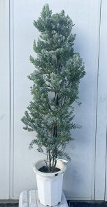 i AJVA u[ubV 1.5mi܂܂j40 ikCEkE͕ʓrKvjRxj[  A c A  Ύ CeA Vzj Mtg V