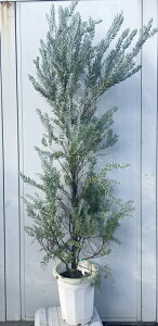 i AJVA u[ubV 1.8mi܂܂j41 ikCEkE͕ʓrKvjRxj[  A c A  Ύ CeA Vzj Mtg V