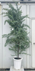 i ~UAJVA 1.9mi܂܂j50 ikCEkE͕ʓrKvj A c A  Ύ CeA Vzj Mtg V{c[