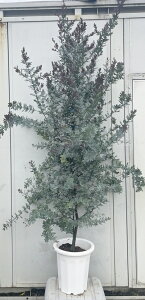 i ~UAJVA vvA 1.9mi܂܂j26 ikCEkE͕ʓrKvj A c A  Ύ CeA Vzj Mtg V{c