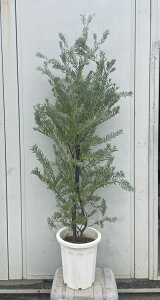 i AJVA u[ubV 1.6mi܂܂j42 ikCEkE͕ʓrKvjRxj[  A c A  Ύ CeA Vzj Mtg V