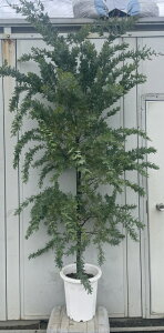 i ~UAJVA 2.1mi܂܂j51 ikCEkE͕ʓrKvj A c A  Ύ CeA Vzj Mtg V{c[