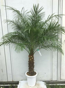 ガーデニング 常緑樹 観葉植物の人気商品 通販 価格比較 価格 Com ガーデニング 常緑樹 観葉植物の人気商品 通販 価格比較 価格 Com