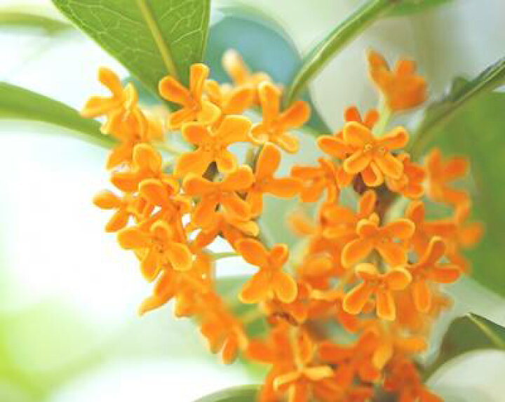 楽天市場 現品発送 送料無料 キンモクセイ 樹高1 5ｍ 根鉢含まず 60 金木犀 きんもくせい 生垣 苗木 植木 苗 庭木 生け垣 シンボルツリー 常緑樹 苗木ギフト 記念樹 北海道 東北 離島は別途送料が必要 ガーデンプラス