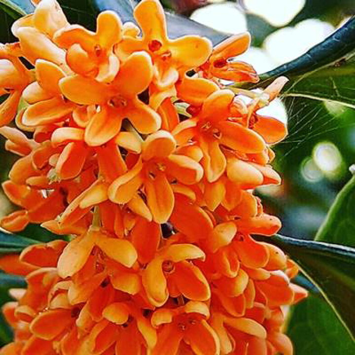 楽天市場 現品発送 送料無料 キンモクセイ 樹高1 5ｍ 根鉢含まず 60 金木犀 きんもくせい 生垣 苗木 植木 苗 庭木 生け垣 シンボルツリー 常緑樹 苗木ギフト 記念樹 北海道 東北 離島は別途送料が必要 ガーデンプラス