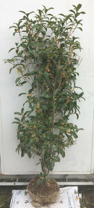 5m キンモクセイ 盆栽 植木の人気商品 通販 価格比較 価格 Com