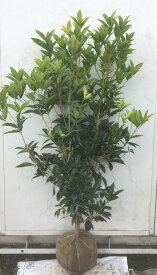 楽天市場 四季咲 花木の通販