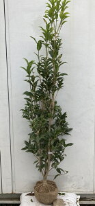 植木 盆栽 キンモクセイ シンボルツリーの人気商品 通販 価格比較 価格 Com 植木 盆栽 キンモクセイ シンボルツリーの人気商品 通販 価格比較 価格 Com