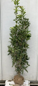 植木 盆栽 キンモクセイ シンボルツリーの人気商品 通販 価格比較 価格 Com 植木 盆栽 キンモクセイ シンボルツリーの人気商品 通販 価格比較 価格 Com