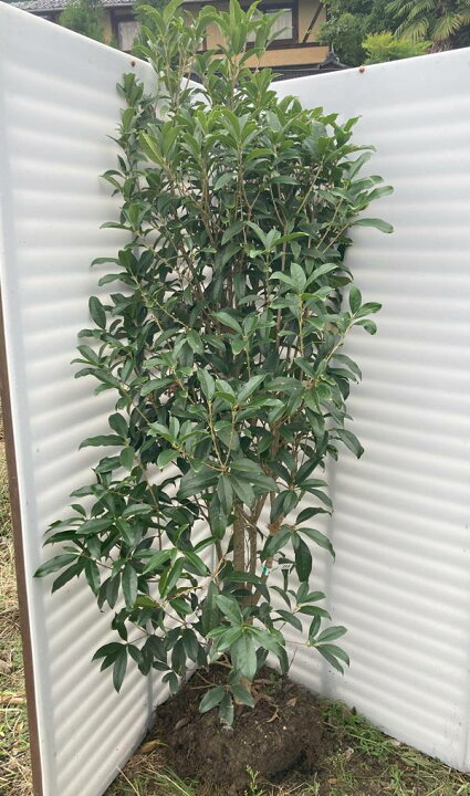 現品》キンモクセイ 樹高2.0m（根鉢含まず）211【金木犀/苗木/植木 
