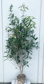 現品発送 キンモクセイ 樹高1.5m（根鉢含まず）250 送料無料（北海道、東北、離島は別途送料が必要）金木犀 きんもくせい 生垣 苗木 植木 苗 庭木 生け垣 シンボルツリー 常緑樹 苗木ギフト 記念樹