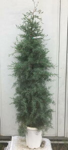 植木 盆栽 針葉樹 シンボルツリーの人気商品 通販 価格比較 価格 Com 植木 盆栽 針葉樹 シンボルツリーの人気商品 通販 価格比較 価格 Com