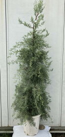 楽天市場 コニファー 鉢植え 目隠しの通販