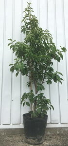 植木 やまぼうしの通販 価格比較 価格 Com