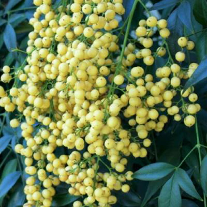 楽天市場 現品発送 送料無料 白南天 シロナンテン 樹高0 8ｍ 根鉢含まず 13 苗木 植木 庭木 生垣 目隠し グランドカバー 紅葉 雑木 常緑樹 中木 縁起の良い木 縁起樹 北海道 沖縄 離島は別途送料が必要 ガーデンプラス