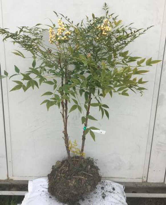 楽天市場 現品発送 送料無料 白南天 シロナンテン 樹高0 8ｍ 根鉢含まず 13 苗木 植木 庭木 生垣 目隠し グランドカバー 紅葉 雑木 常緑樹 中木 縁起の良い木 縁起樹 北海道 沖縄 離島は別途送料が必要 ガーデンプラス