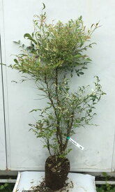 楽天市場 鬼門 に 植える 木の通販