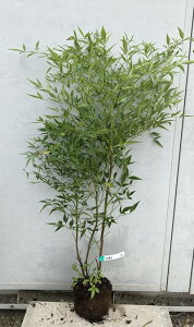 植木 盆栽 南天 鉢の人気商品 通販 価格比較 価格 Com