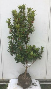 木 イチゴ 花の人気商品 通販 価格比較 価格 Com