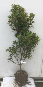 木 イチゴ 花の人気商品 通販 価格比較 価格 Com