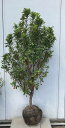 現品発送 イチゴの木 赤花（ストロベリーツリー） 樹高1.5m（根鉢含まず）54 送料無料（北海道・東北・離島は別途送料…