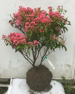 常緑樹 鉢植えの人気商品 通販 価格比較 価格 Com 常緑樹 鉢植えの人気商品 通販 価格比較 価格 Com