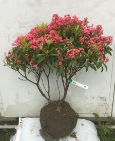 楽天市場 カルミア 花 ガーデン Diy の通販