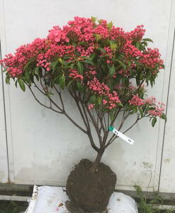 苗 苗 カルミアの人気商品 通販 価格比較 価格 Com