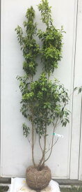 楽天市場 ソヨゴ 鉢植えの通販