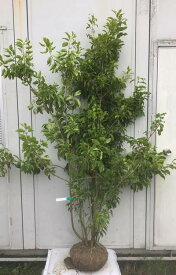 楽天市場 シンボルツリー 耐寒性 常緑樹 ガーデニング 農業 花 ガーデン Diy の通販