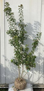 ソヨゴ 盆栽 植木の人気商品 通販 価格比較 価格 Com ソヨゴ 盆栽 植木の人気商品 通販 価格比較 価格 Com