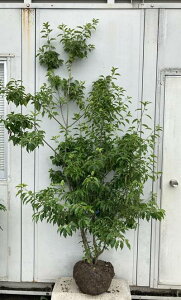 誕生日 鉢植え 植木 盆栽の人気商品 通販 価格比較 価格 Com