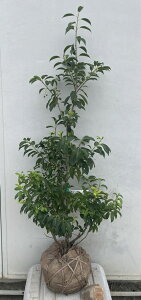 i \S iYEIXXj1.2mi܂܂j549 ikCAkA͕ʓrKvjA c V{c[  A Ύ a ΍ 