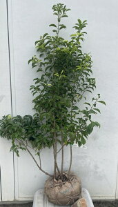 i \S iYsj1.2mi܂܂j550 ikCAkA͕ʓrKvjA c V{c[  A Ύ a ΍ ωA 