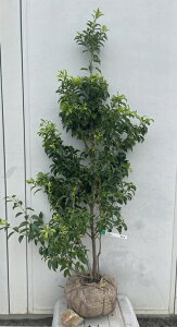 i \S iYEIXj1.4mi܂܂j552 ikCAkA͕ʓrKvjA c V{c[  A Ύ a ΍ ωA 