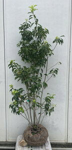 i \S iYEIXXj1.4mi܂܂j553 ikCAkA͕ʓrKvjA c V{c[  A Ύ a ΍ 