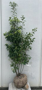 i \S iYEIXXj1.5mi܂܂j554 ikCAkA͕ʓrKvjA c V{c[  A Ύ a ΍ 