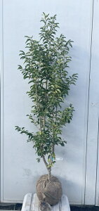 i \S P؁iEXj1.5mi܂܂j555 ikCAkA͕ʓrKvjA c V{c[  A Ύ a ΍ ωA 