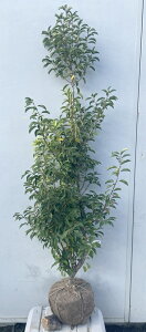 i \S P؁iEXj1.6mi܂܂j556 ikCAkA͕ʓrKvjA c V{c[  A Ύ a ΍ ωA 