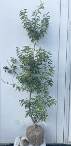 i \S P؁iEXj1.7mi܂܂j557 ikCAkA͕ʓrKvjA c V{c[  A Ύ a ΍ ωA 