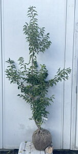 i \S P؁iEXj1.7mi܂܂j558 ikCAkA͕ʓrKvjA c V{c[  A Ύ a ΍ ωA 