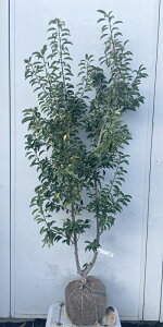 i \S P؁iEXj1.6mi܂܂j559 ikCAkA͕ʓrKvjA c V{c[  A Ύ a ΍ ωA 