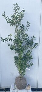 i \S P؁iEXj1.5mi܂܂j560 ikCAkA͕ʓrKvjA c V{c[  A Ύ a ΍ ωA 