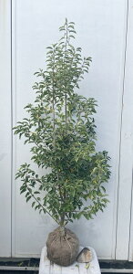 i \S P؁iEXj1.5mi܂܂j563 ikCAkA͕ʓrKvjA c V{c[  A Ύ a ΍ ωA 