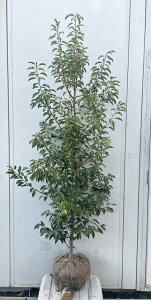 i \S P؁iEXj1.6mi܂܂j564 ikCAkA͕ʓrKvjA c V{c[  A Ύ a ΍ ωA 