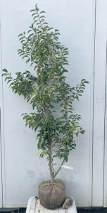 i \S P؁iEXj1.5mi܂܂j565 ikCAkA͕ʓrKvjA c V{c[  A Ύ a ΍ ωA 